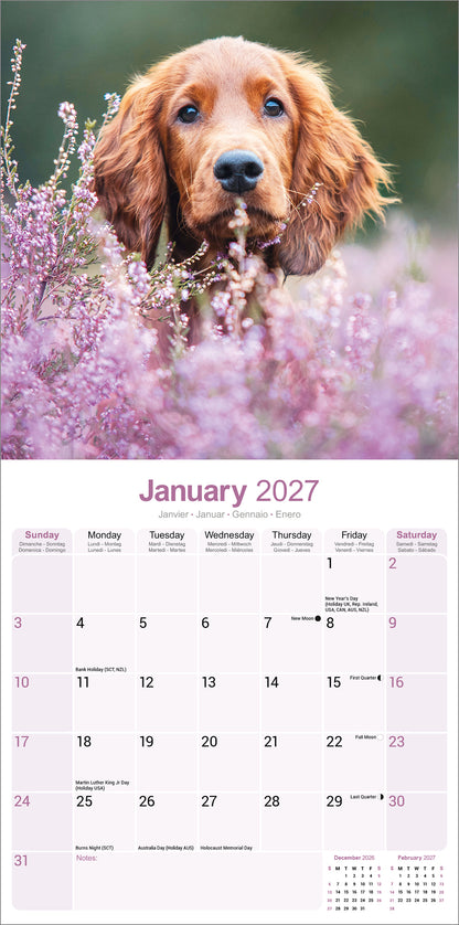 Irish Setter Wall Calendar 2027