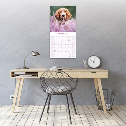 Irish Setter Wall Calendar 2027