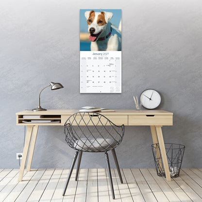 Jack Russell Wall Calendar 2027