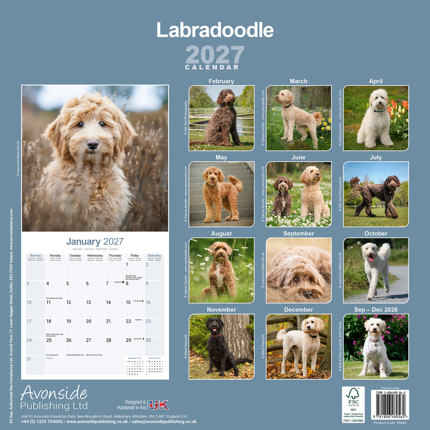 Labradoodle Wall Calendar 2027