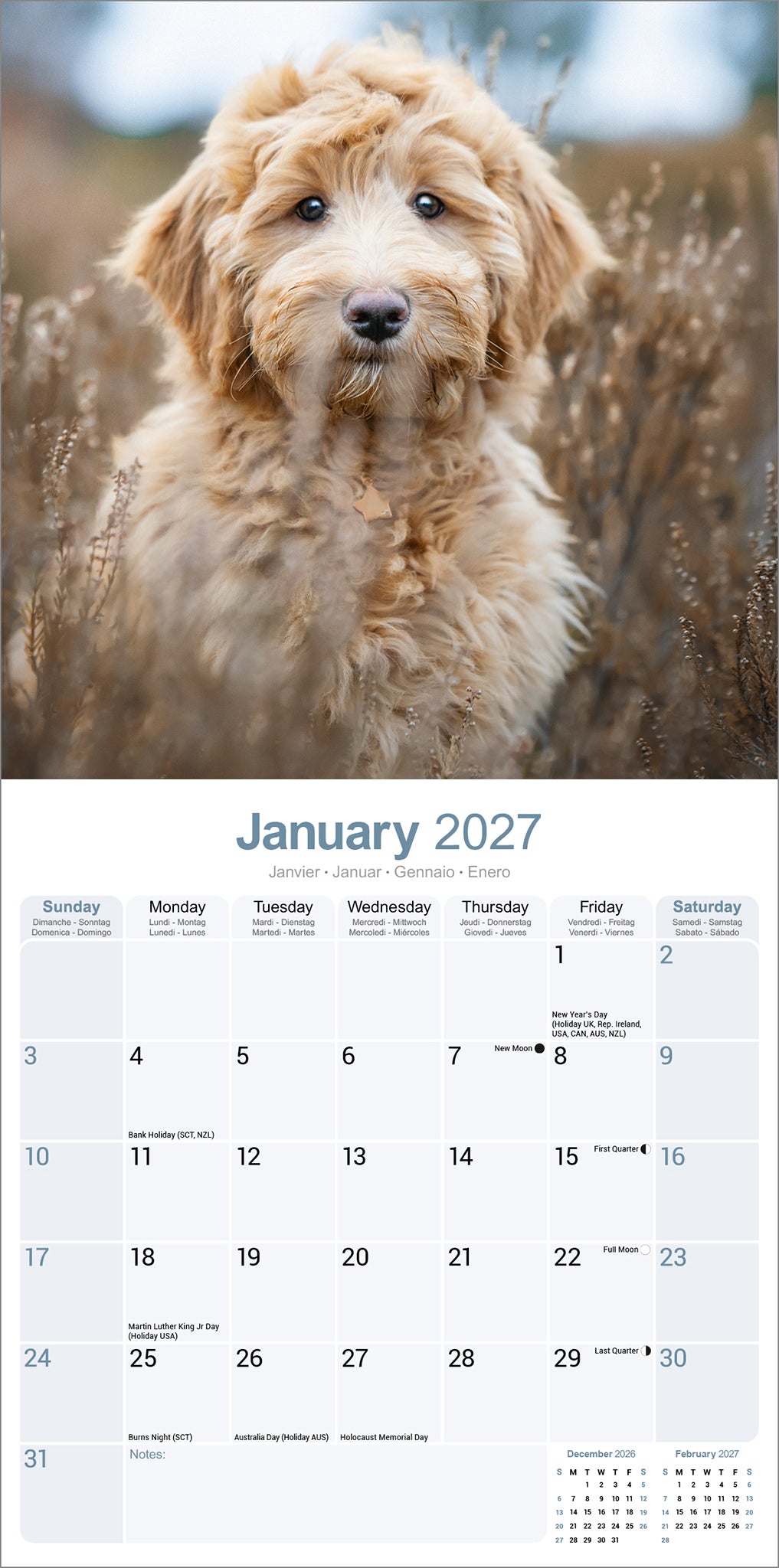 Labradoodle Wall Calendar 2027