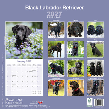 Labrador Retriever Black Wall Calendar 2027