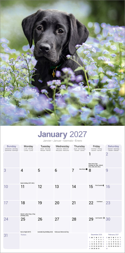 Labrador Retriever Black Wall Calendar 2027