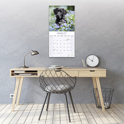 Labrador Retriever Black Wall Calendar 2027