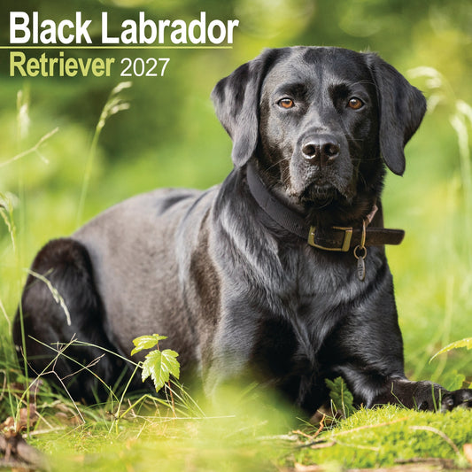 Labrador Retriever Black Wall Calendar 2027