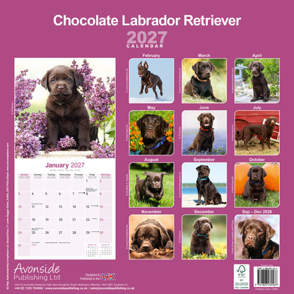 Labrador Retriever Chocolate Wall Calendar 2027