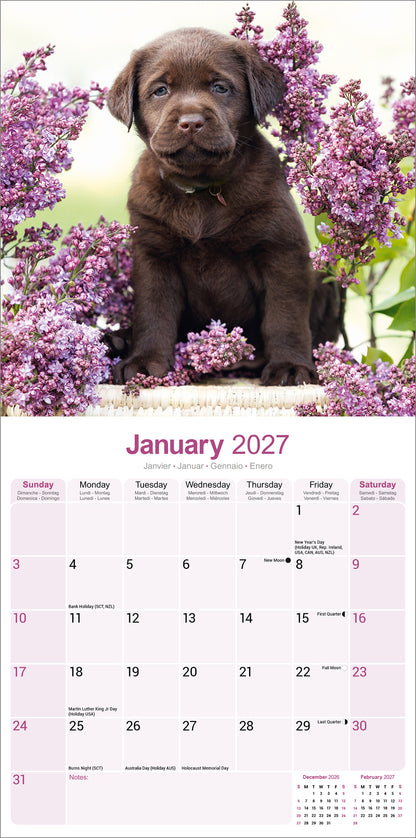 Labrador Retriever Chocolate Wall Calendar 2027