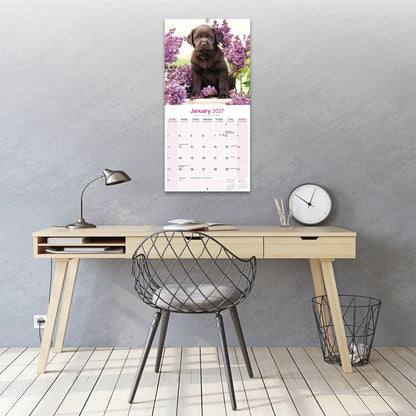Labrador Retriever Chocolate Wall Calendar 2027