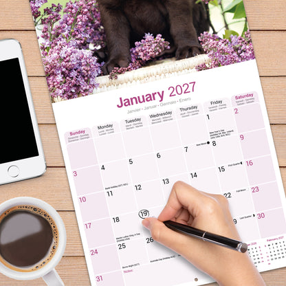 Labrador Retriever Chocolate Wall Calendar 2027