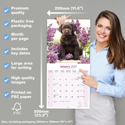 Labrador Retriever Chocolate Wall Calendar 2027