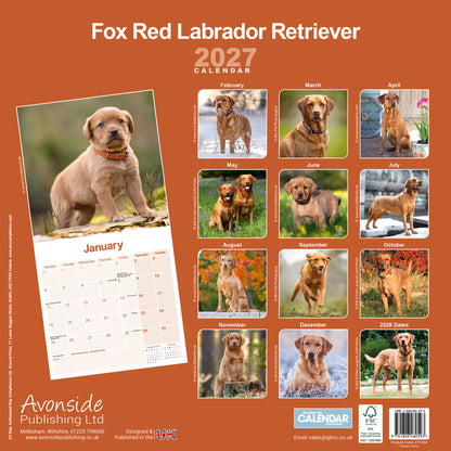 Labrador Retriever Fox Red Wall Calendar 2027