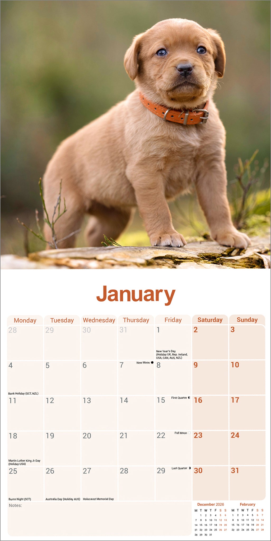 Labrador Retriever Fox Red Wall Calendar 2027