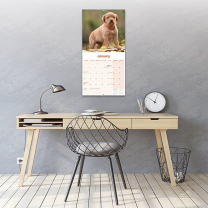 Labrador Retriever Fox Red Wall Calendar 2027