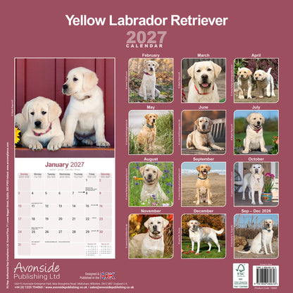 Labrador Retriever Yellow Wall Calendar 2027