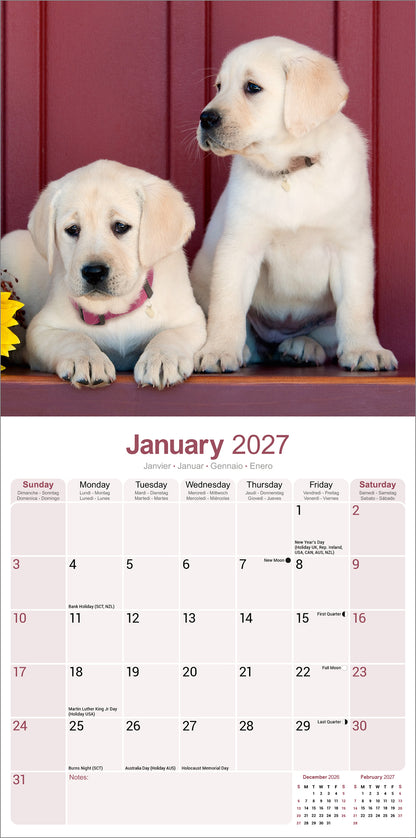 Labrador Retriever Yellow Wall Calendar 2027