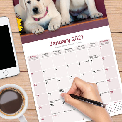 Labrador Retriever Yellow Wall Calendar 2027