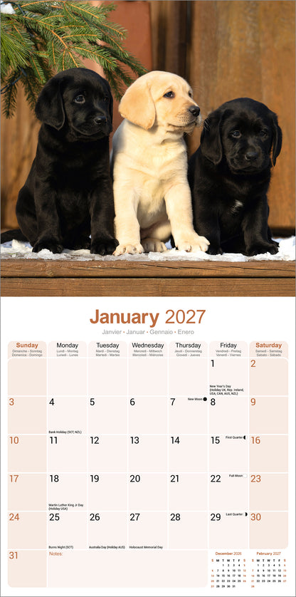 Labrador Retrievers Wall Calendar 2027