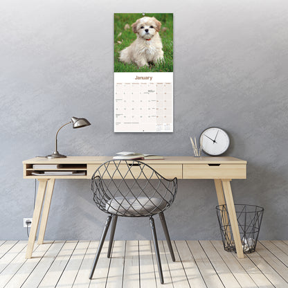 Lhasa Apso Wall Calendar 2027