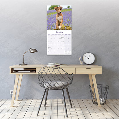 Lurcher Wall Calendar 2027