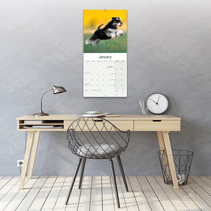 Schnauzer, Miniature Wall Calendar 2027