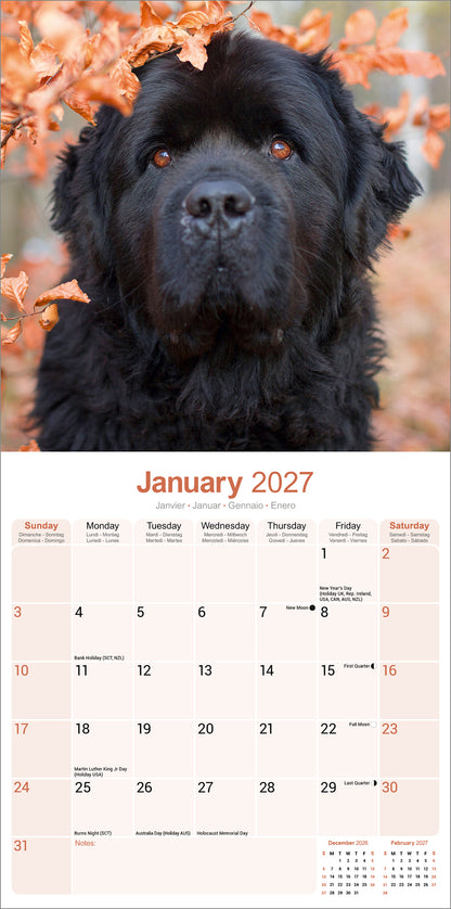 Newfoundland Wall Calendar 2027