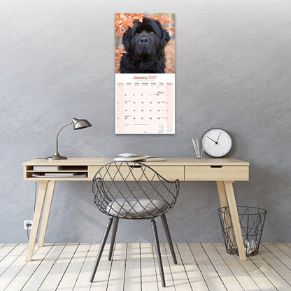 Newfoundland Wall Calendar 2027