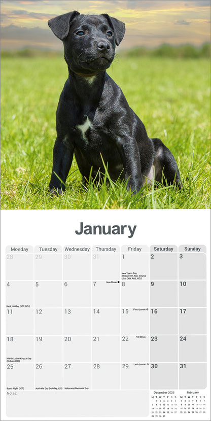 Patterdale Terriers Wall Calendar 2027