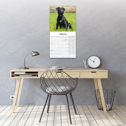 Patterdale Terriers Wall Calendar 2027