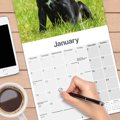 Patterdale Terriers Wall Calendar 2027