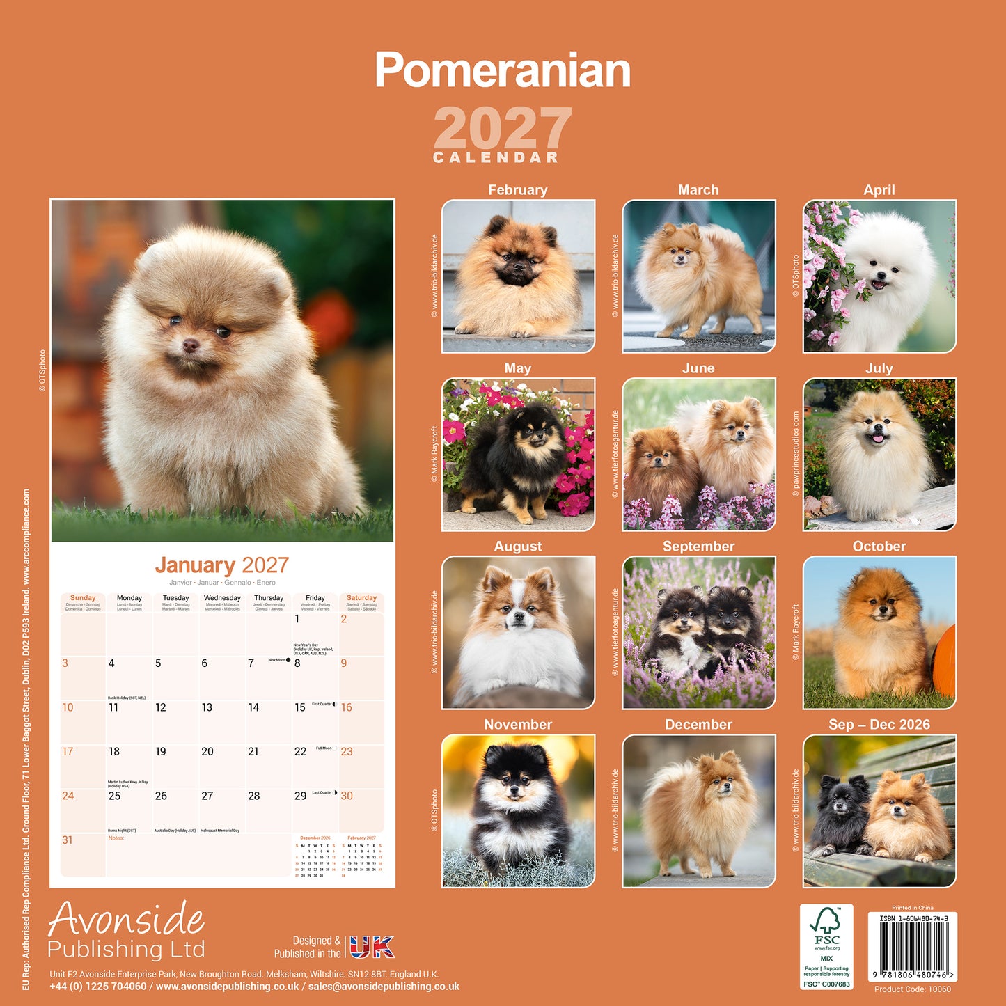Pomeranian Wall Calendar 2027