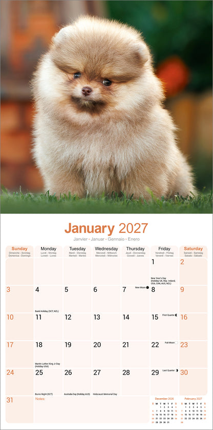 Pomeranian Wall Calendar 2027