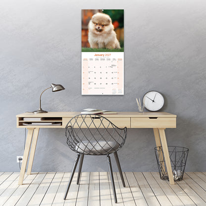 Pomeranian Wall Calendar 2027
