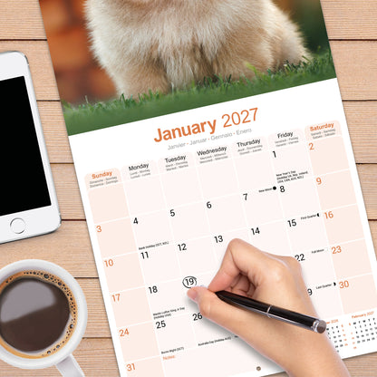 Pomeranian Wall Calendar 2027