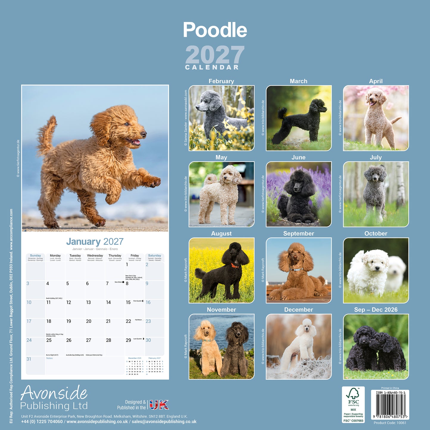 Poodle Wall Calendar 2027