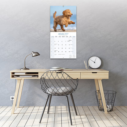 Poodle Wall Calendar 2027