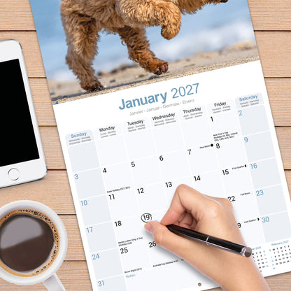 Poodle Wall Calendar 2027