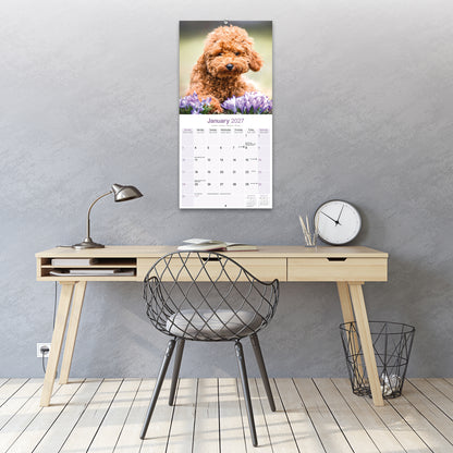 Poodles Toy & Miniature Wall Calendar 2027