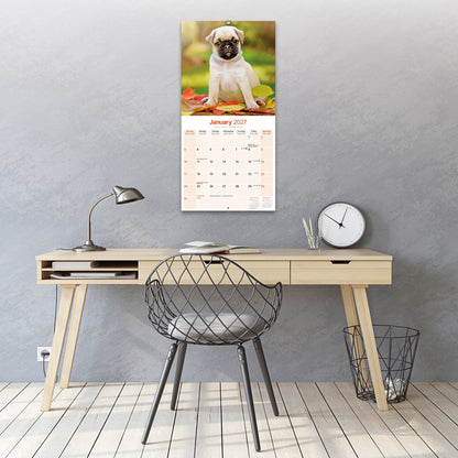 Pug Wall Calendar 2027