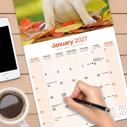 Pug Wall Calendar 2027