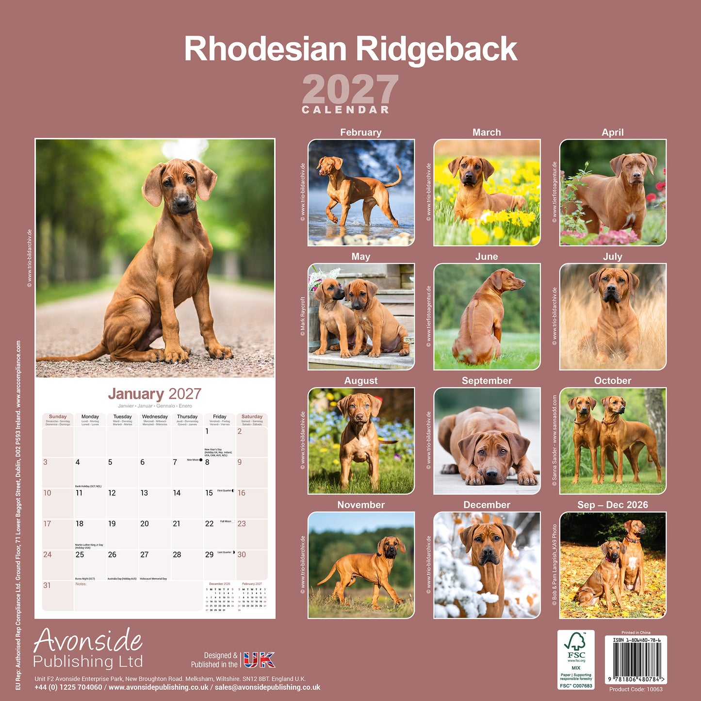 Rhodesian Ridgeback Wall Calendar 2027