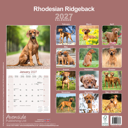 Rhodesian Ridgeback Wall Calendar 2027