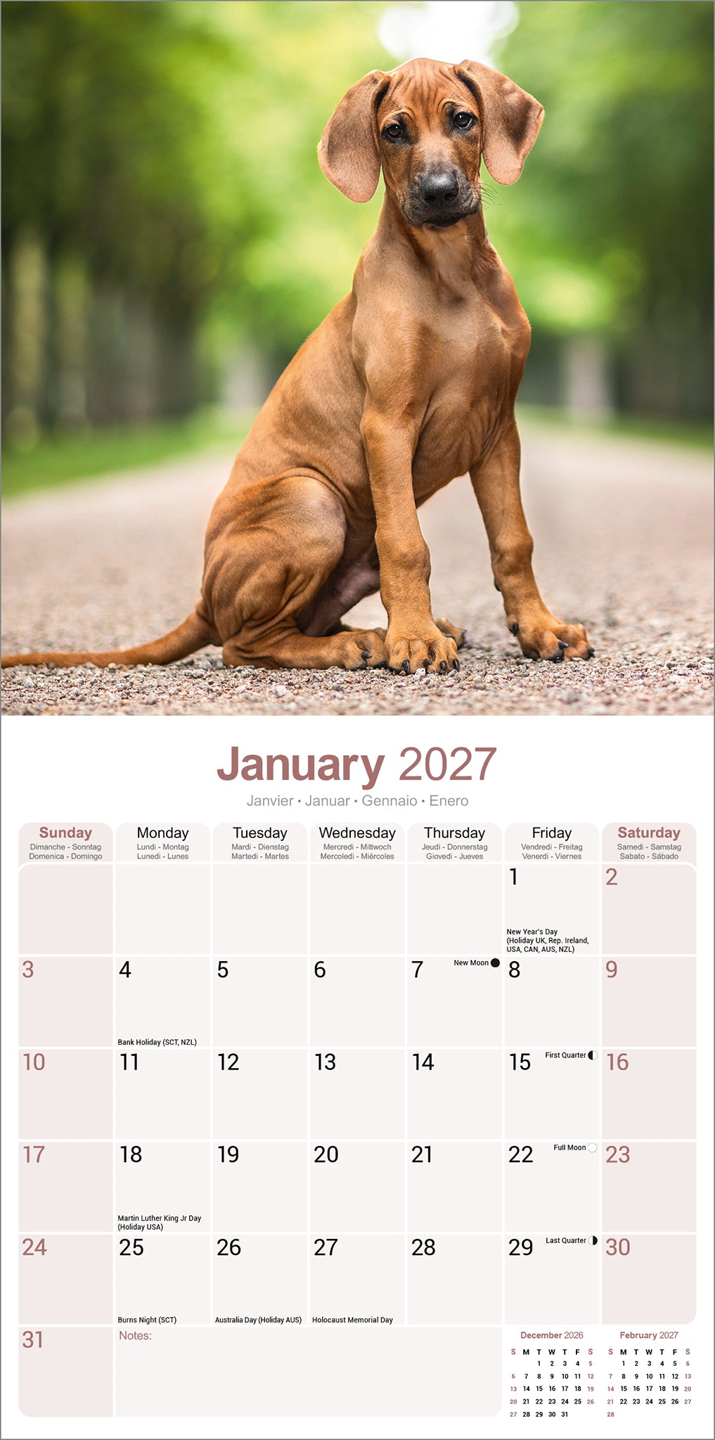 Rhodesian Ridgeback Wall Calendar 2027