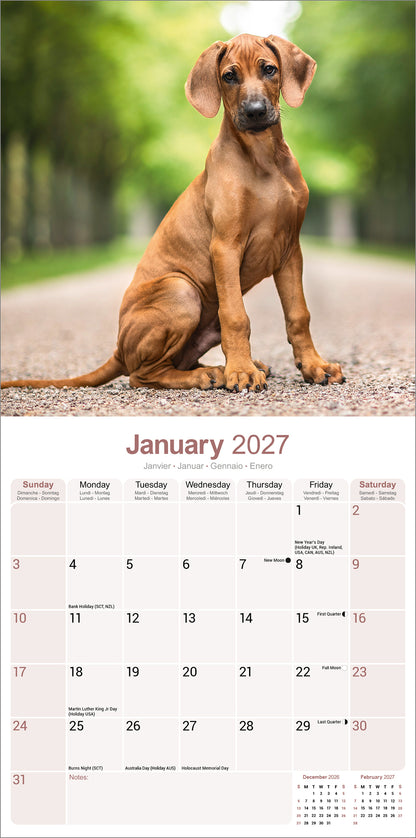 Rhodesian Ridgeback Wall Calendar 2027