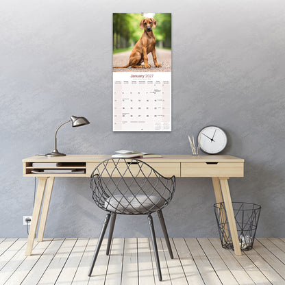 Rhodesian Ridgeback Wall Calendar 2027