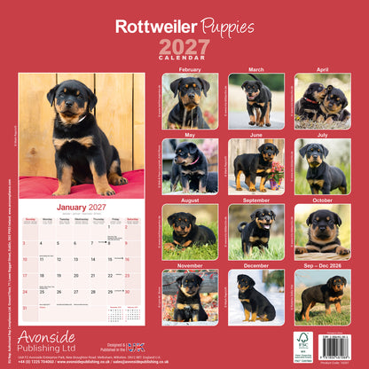 Rottweiler Puppies Wall Calendar 2027