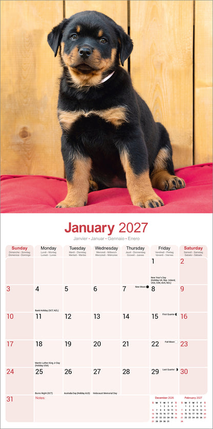Rottweiler Puppies Wall Calendar 2027