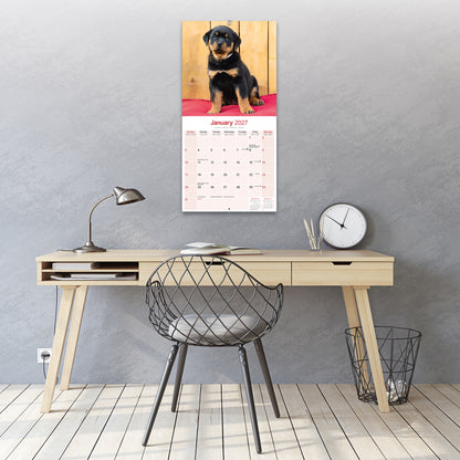 Rottweiler Puppies Wall Calendar 2027