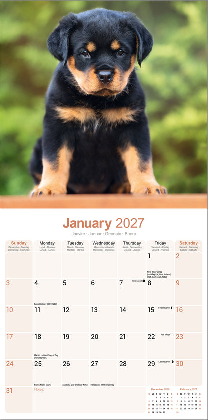 Rottweiler Wall Calendar 2027