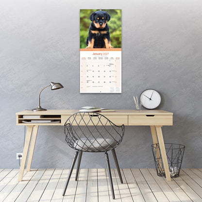 Rottweiler Wall Calendar 2027