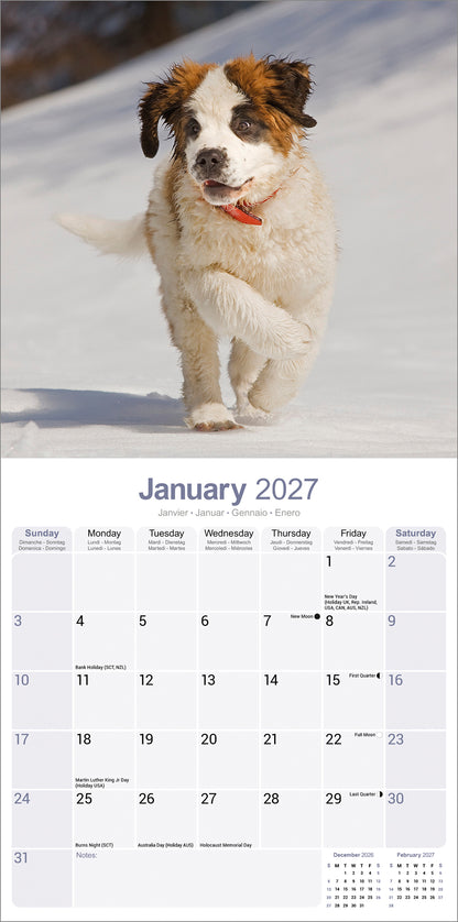 Saint Bernard Wall Calendar 2027